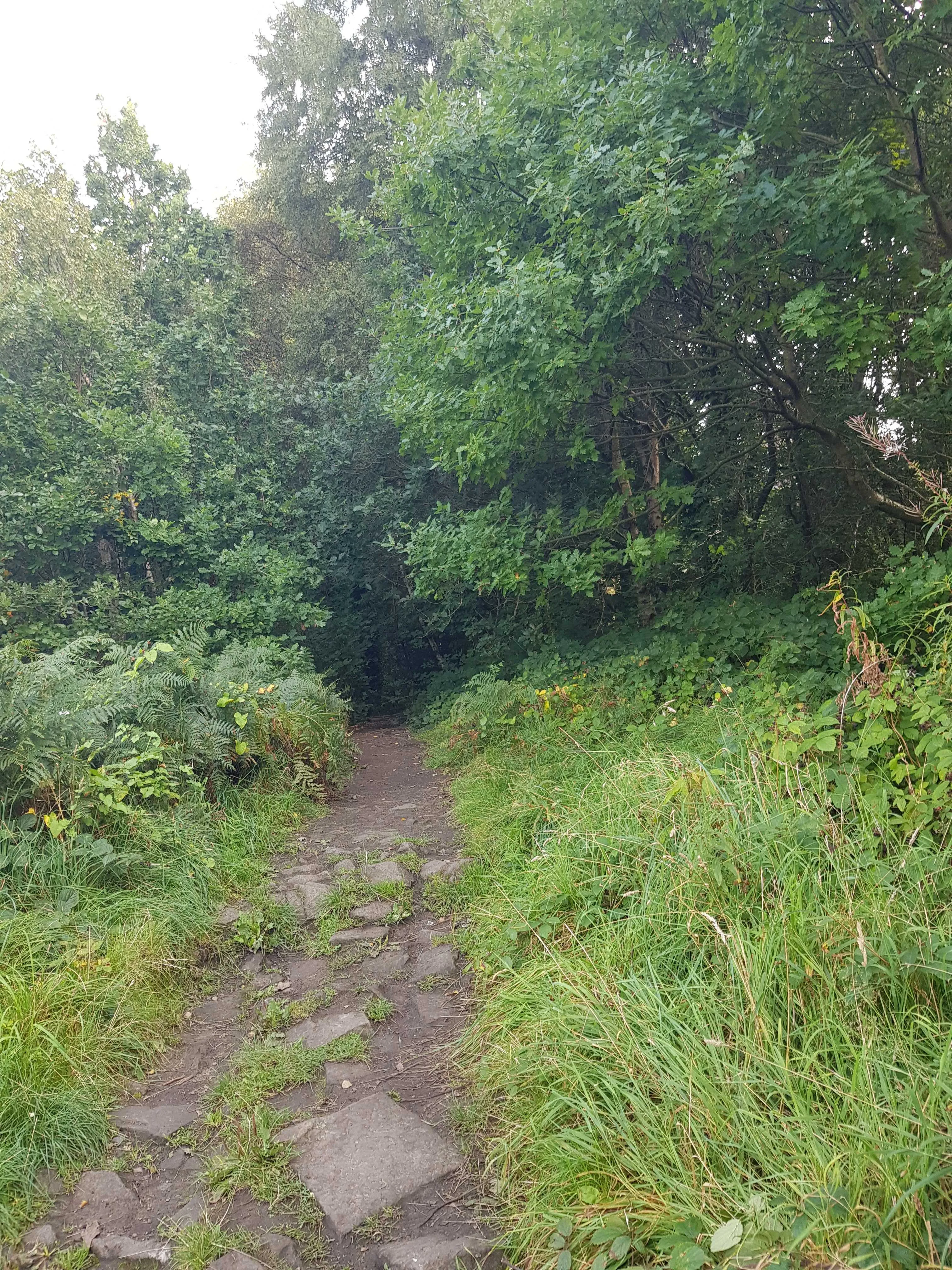 Dark Wooded Footpath