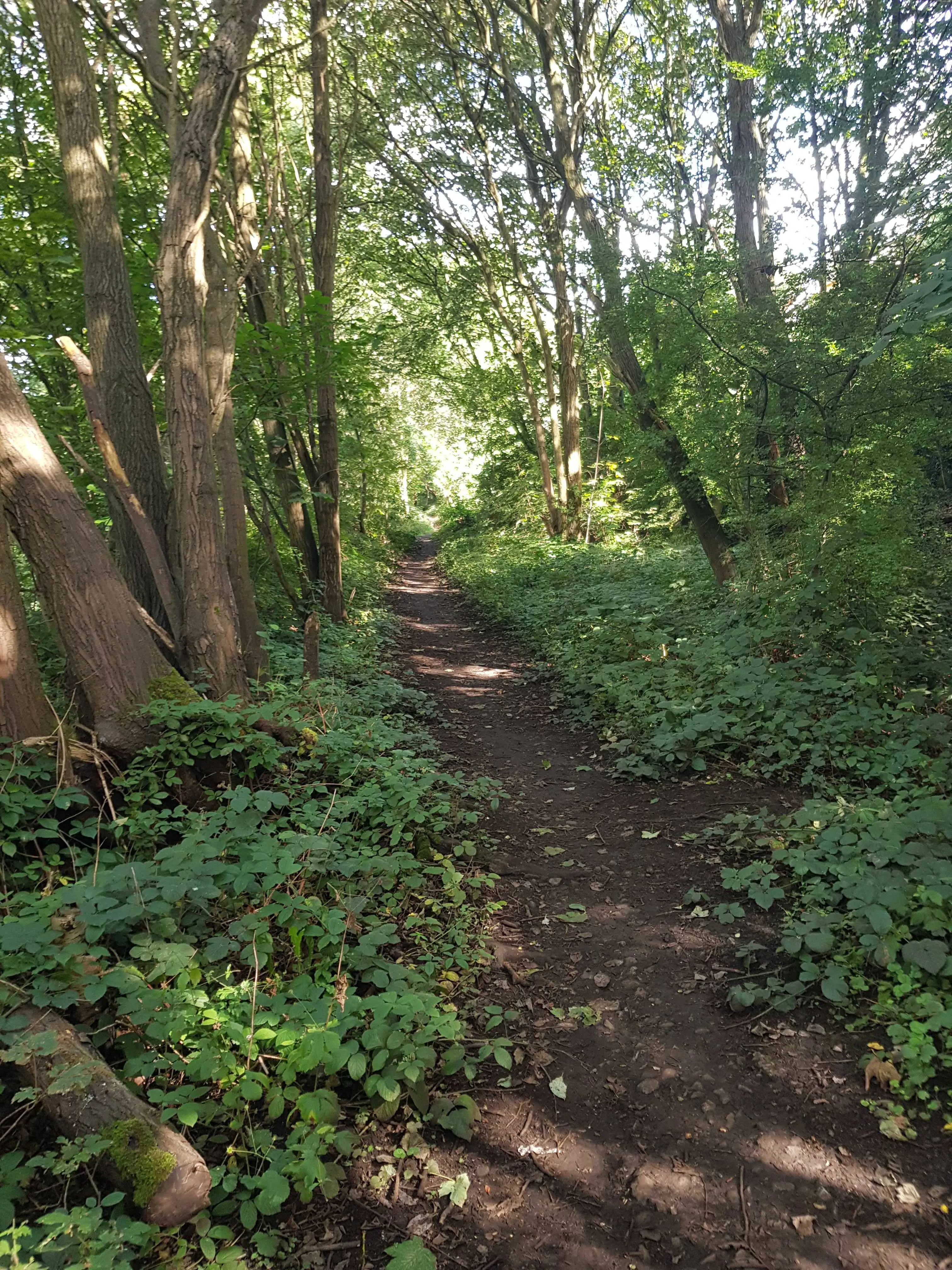 Rail Track Becomes Footpath